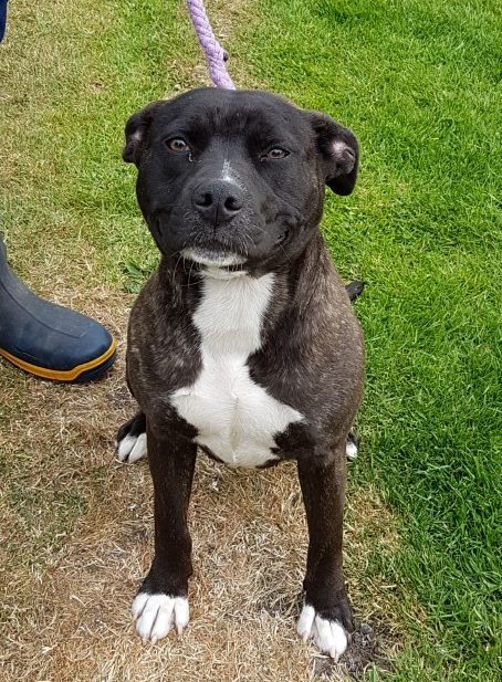 Bella STAFFORDSHIRE BULL TERRIER | Leigh Dogs and Cats Home